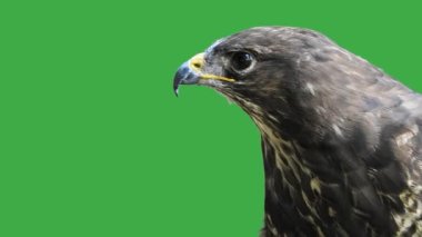 Yeşil ekranda çığlık atan sıradan bir şahin. Canlı ses