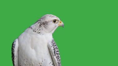 Gyrfalcon yeşil ekranda farklı yönlere doğru başını çevirir