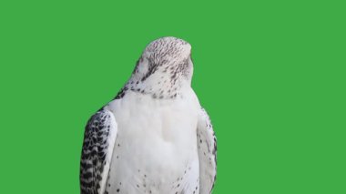 Gyrfalcon yeşil ekranda farklı yönlere doğru başını çevirir