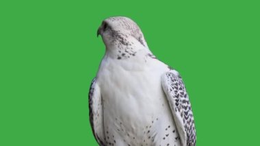 Gyrfalcon yeşil ekranda farklı yönlere doğru başını çevirir