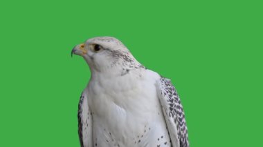 Gyrfalcon yeşil ekranda farklı yönlere doğru başını çevirir