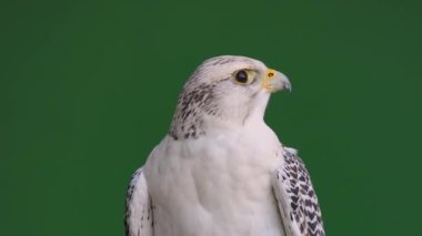 Gyrfalcon yeşil ekranda farklı yönlere doğru başını çevirir