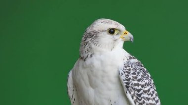 Gyrfalcon yeşil ekranda farklı yönlere doğru başını çevirir