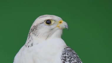 Gyrfalcon yeşil ekranda farklı yönlere doğru başını çevirir