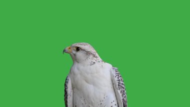Gyrfalcon yeşil ekranda farklı yönlere doğru başını çevirir
