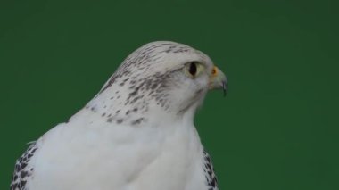gyrfalcon başını yeşil ekranda farklı yönlere çevirir, yavaş çekim