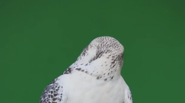 Gyrfalcon yeşil ekranda farklı yönlere doğru başını çevirir