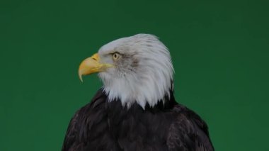 Amerikan Kartalı yeşil ekranda farklı yönlere dönüyor.