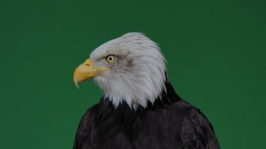 Amerikan kartalı gagasını yeşil ekranda açıp kapatıyor, ağır çekimde.