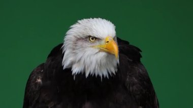 Amerikan Kartalı başını yeşil ekranda farklı yönlere çeviriyor, ağır çekim.