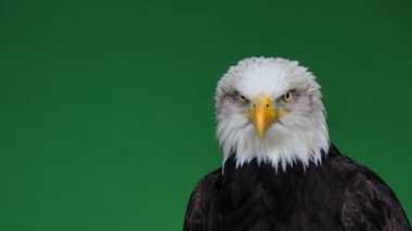 Amerikan kartalı gagasını yeşil ekranda açıp kapatıyor, ağır çekimde.
