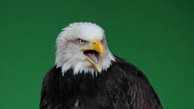 Amerikan kartalı yeşil ekranda çığlık atıyor, ağır çekim.