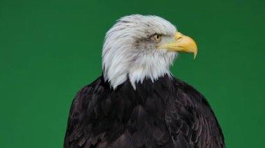 Amerikan Kartalı başını yeşil ekranda farklı yönlere çeviriyor, ağır çekim.