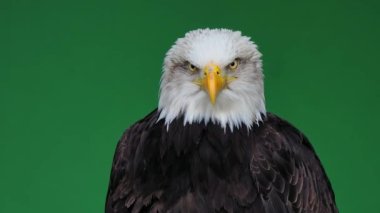 Amerikan Kartalı başını yeşil ekranda farklı yönlere çeviriyor, ağır çekim.