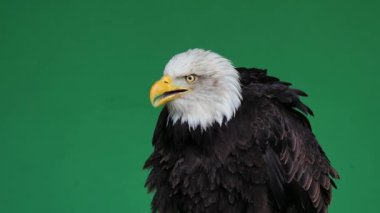 Amerikan kartalı yeşil ekranda çığlık atıyor, ağır çekim.
