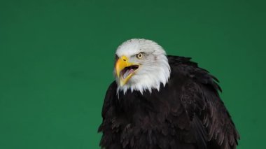 Amerikan kartalı yeşil ekranda çığlık atıyor, ağır çekim.