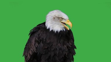 Amerikan kartalı yeşil ekranda çığlık atıyor, canlı ses.