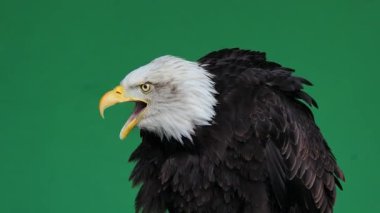 Amerikan kartalı yeşil ekranda çığlık atıyor, canlı ses.
