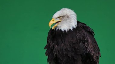 Amerikan kartalı yeşil ekranda çığlık atıyor, ağır çekim.
