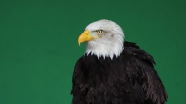 Amerikan kartalı kafasını kaldırıyor. Yeşil ekranda, ağır çekimde.