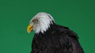 Amerikan kartalı gagasını yeşil ekranda açıp kapatıyor, ağır çekimde.