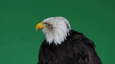 Amerikan kartalı kafasını kaldırıyor. Yeşil ekranda, ağır çekimde.