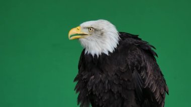 Amerikan kartalı yeşil ekranda çığlık atıyor, ağır çekim.