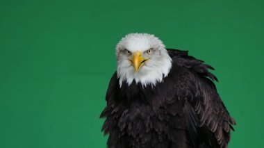 Amerikan kartalı yeşil ekranda çığlık atıyor, ağır çekim.