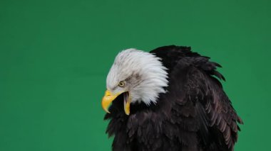 Amerikan kartalı yeşil ekranda çığlık atıyor, ağır çekim.