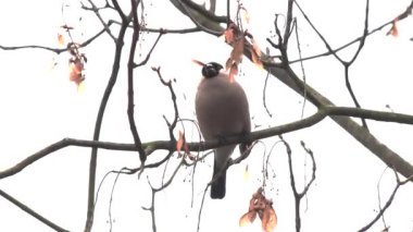 dişi ispinoz ağaçtan yemek yer.