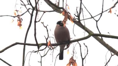 dişi ispinoz bir ağaçtan yemek yer. ses
