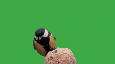 Great tit pecking food on a green screen, slow motion