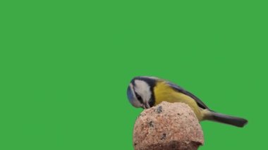 blue tit pecking food on a green screen, slow motion