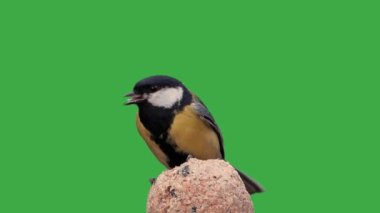 Great tit pecking food on a green screen, slow motion