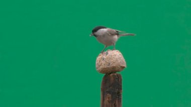Marsh Tit pecking food on a green screen