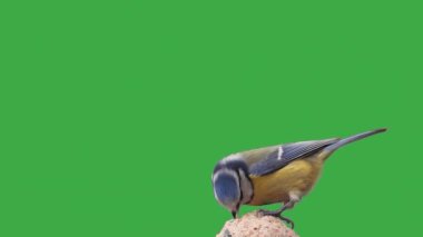 blue tit pecking food on a green screen, slow motion