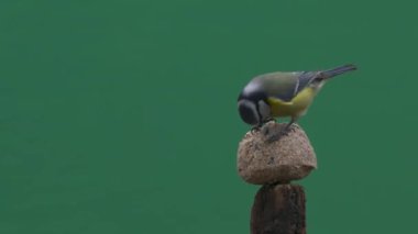 Marsh Tit and blue tit pecking food on a green screen