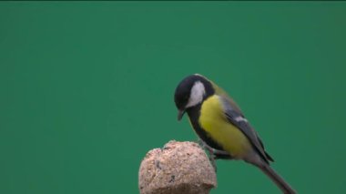Great tit pecking food on a green screen