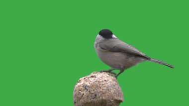 Marsh Tit pecking food on a green screen,