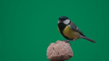 Great tit pecking food on a green screen