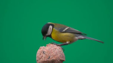 Great tit pecking food on a green screen