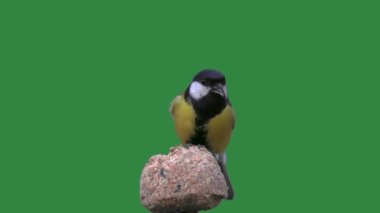 Great tit pecking food on a green screen