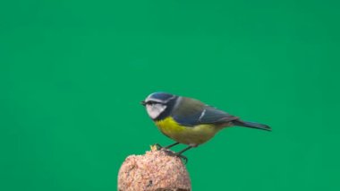 blue tit pecking food on a green screen