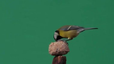 tit pecking food on a green screen, slow motion