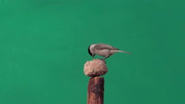 Marsh Tit and tits pecking food on a green screen, slow motion