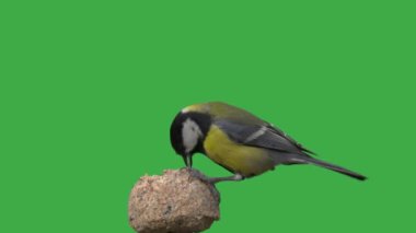 Great tits pecking food on a green screen