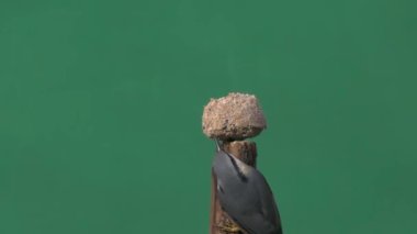 Avrasya Tımarhanesi yeşil ekranda yiyeceği gagalıyor,