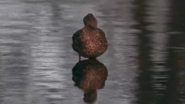 Dişi yaban ördeği gölün kenarındaki bir kayanın üzerinde duruyor.