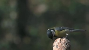 Great tit pecking at food against a blurred background slow motion