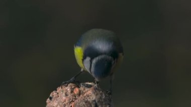 blue tit, pecking at food against a blurred background slow motion